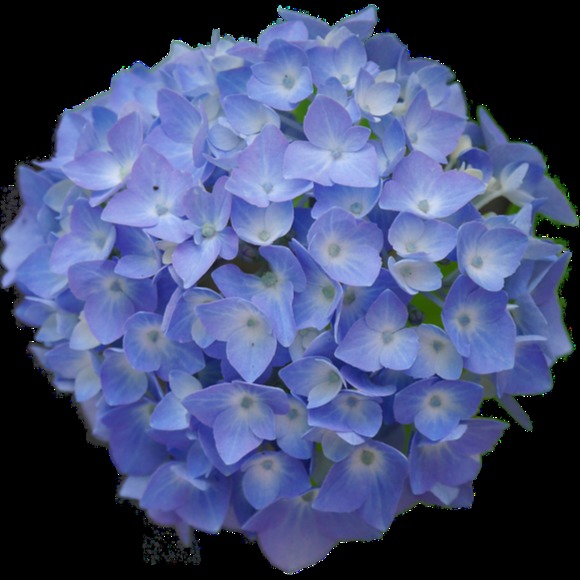 hedyc04